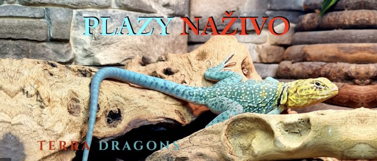 Plazy zo sveta drakov